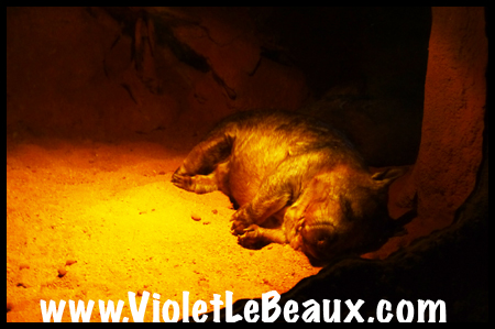 VioletLeBeaux-Melbourne-Zoo-1030288_1361 copy
